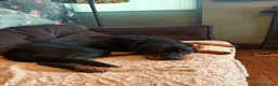 Rottweiler dogs for sale: Little piper - Advert 4