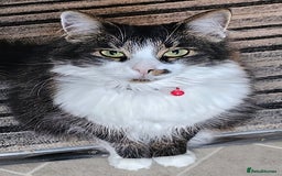 Mixed Breed cats for sale: Unique mixed breed stunning girl - Image 2