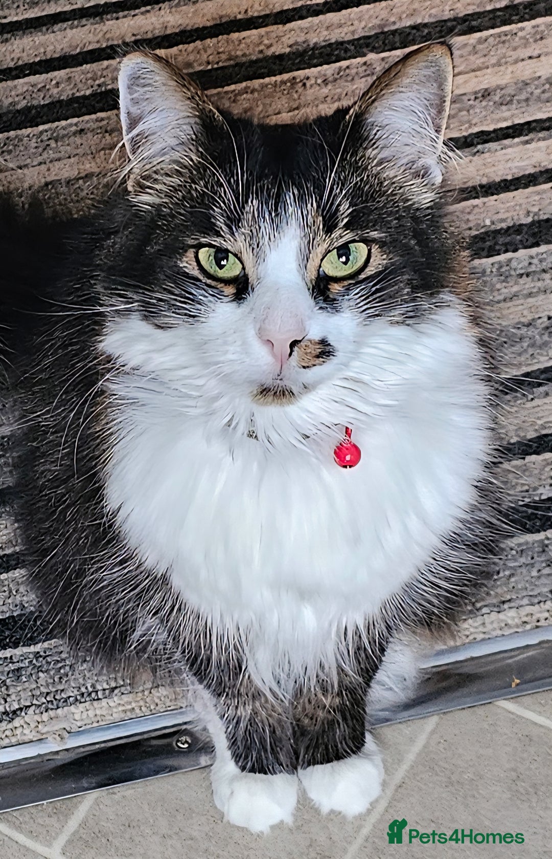 Mixed Breed cats for sale: Unique mixed breed stunning girl - Image 2