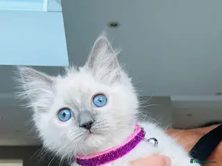 Ragdoll cats Full breed ragdoll kitten - Advert 16