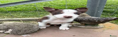 Border Collie 2