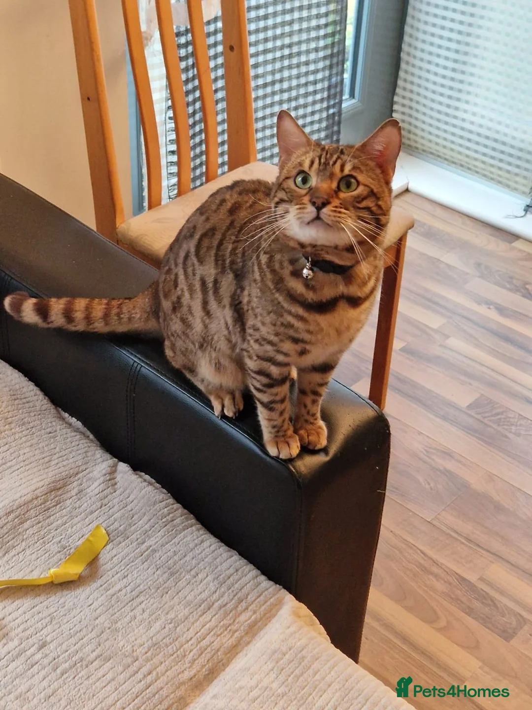 Bengal cats for stud: Stud cat Tica actives 5 generations pedigree  in Barnsley - Advert 35