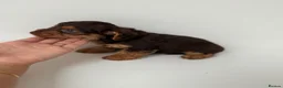 Mixed Breed dogs for sale: 5 Beautiful Chocolate brown & Tan Puppies  in Egham - Advert 9