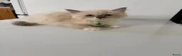 Ragdoll cats for sale: Ragdoll kittens for sale - Advert 4