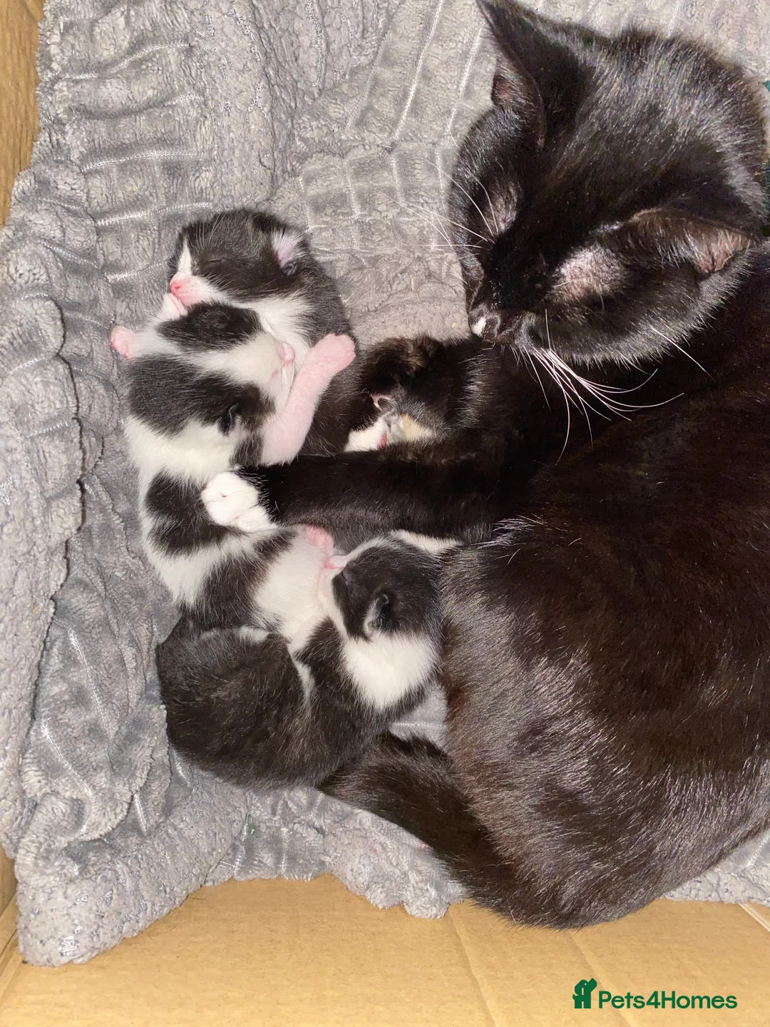 Mixed Breed cats for sale: 2x kittens available  in Oldbury - Advert 2