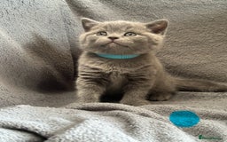 British Shorthair cats for sale: British blue shorthair kittens for sale - Image 4