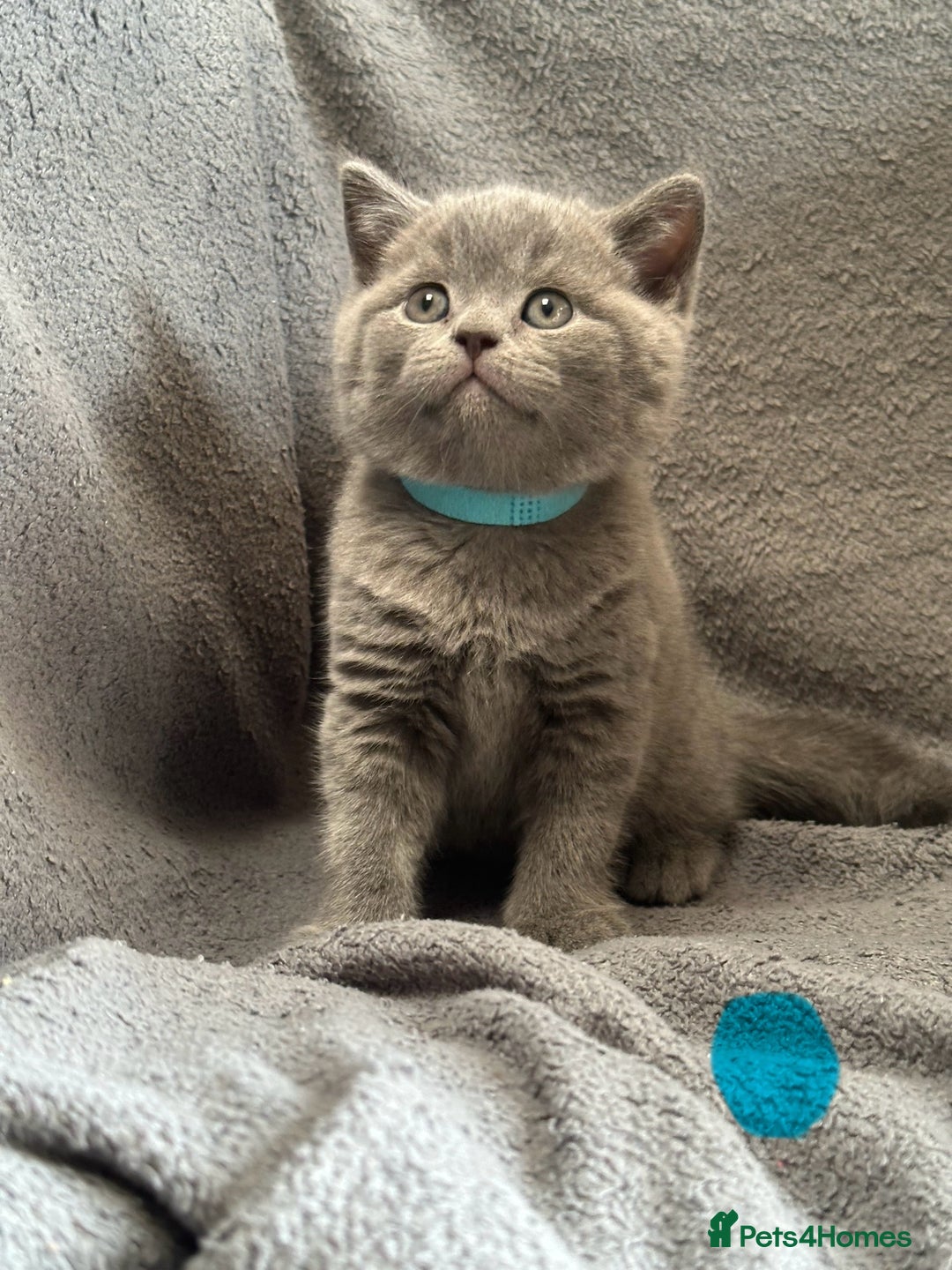 British Shorthair cats for sale: British blue shorthair kittens for sale - Image 4