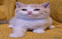 British Shorthair cats for sale: Pedigree, British Shorthair, TICA reg kittens - Image 35