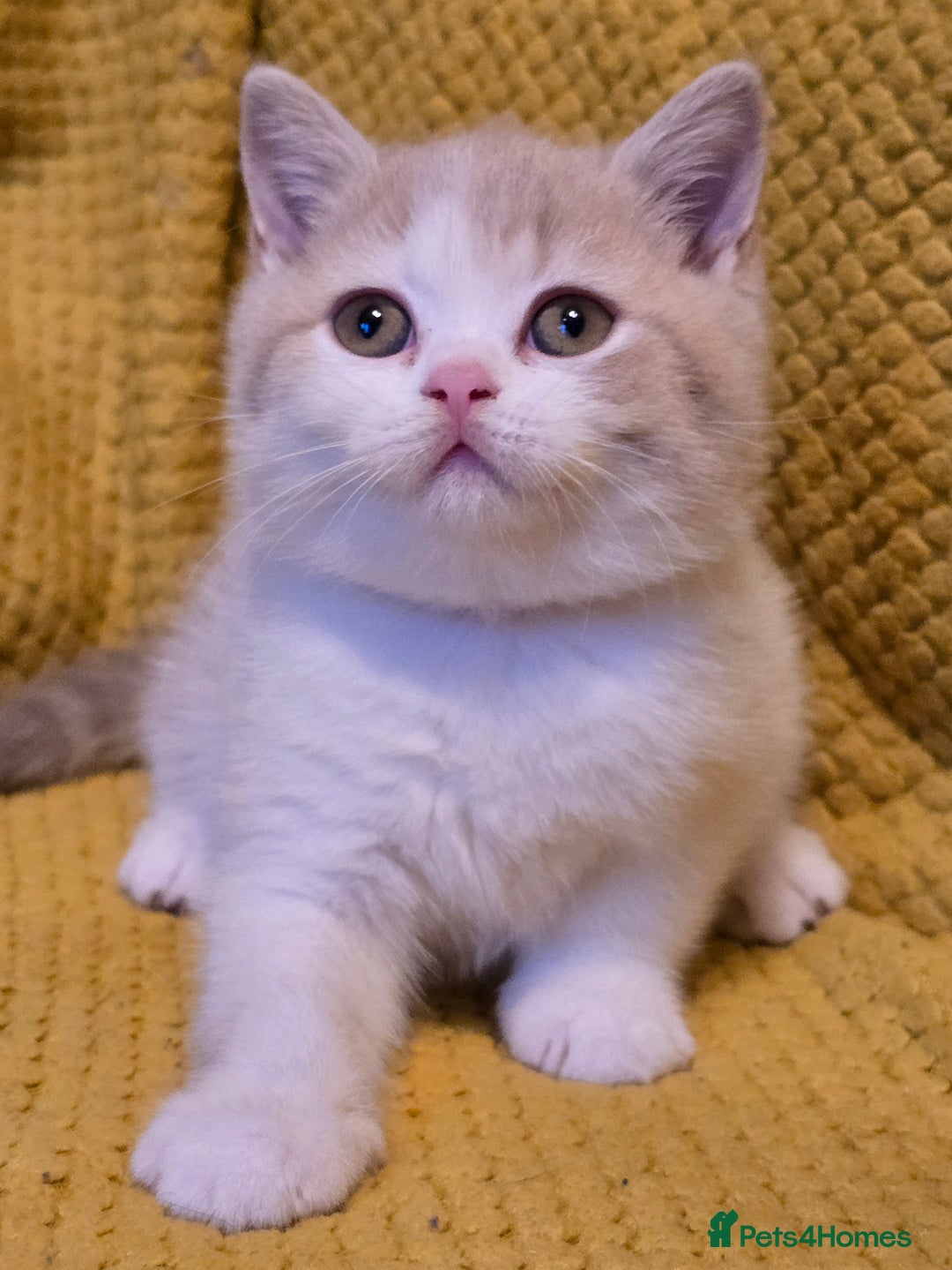British Shorthair cats for sale: Pedigree, British Shorthair, TICA reg kittens - Image 35