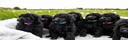Standard Poodle dogs for sale: The Magnificent Seven Standard Poodle Puppies - Advert 6