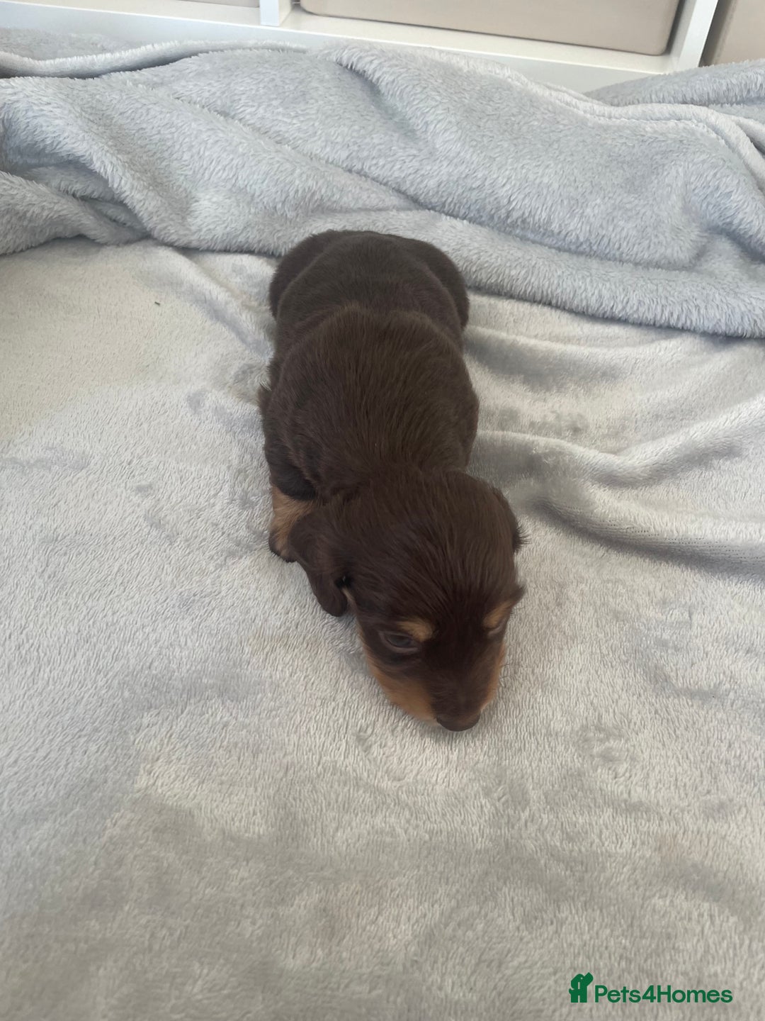 Dachshund dogs for sale: 6 boy dachshund puppies  - Advert 6