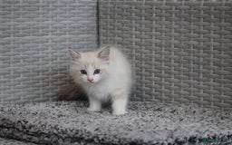 Ragdoll cats for sale: 🐈✨ Tica Registered Ragdoll Kittens in Tamworth - Image 13