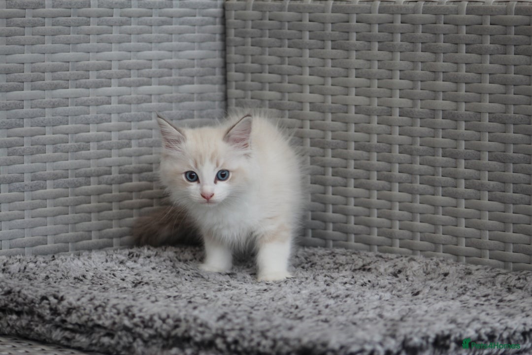 Ragdoll cats for sale: 🐈✨ Tica Registered Ragdoll Kittens in Tamworth - Image 13