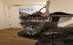 Maine Coon cats for sale: PURE BREED MAINE COONS KITTENS Delivery available - Image 2