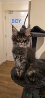 Maine Coon cats - Advert 6