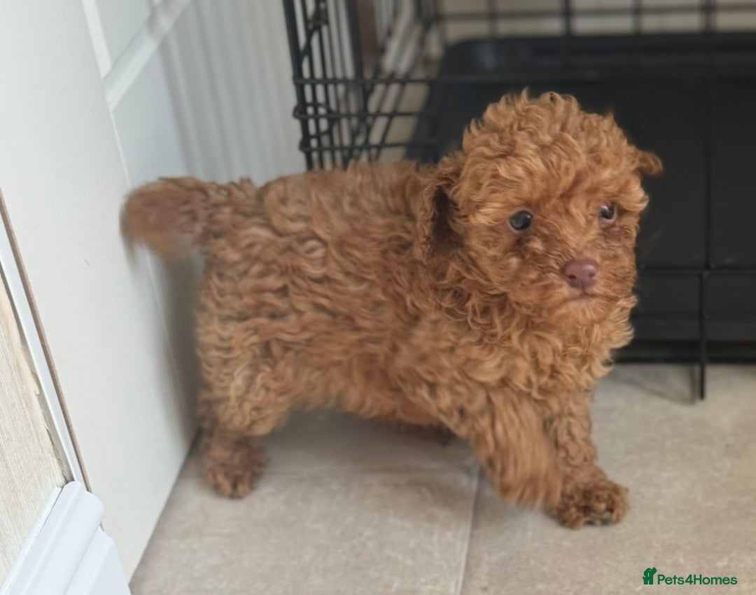 Maltipoo dogs for sale: Maitlpoo  - Advert 5