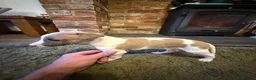 Whippet dogs for sale: KC Registered Whippet Puppies – Home Reared, - Advert 24