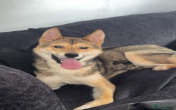 Huskita dogs for sale: Huskita for sale - Image 3