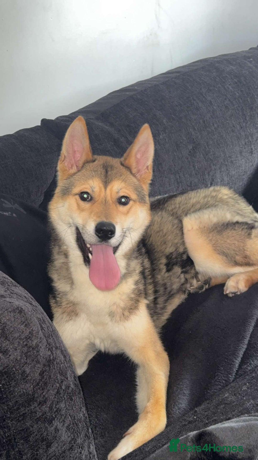Huskita dogs for sale: Huskita for sale - Image 3