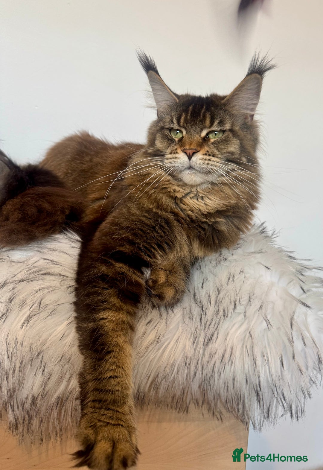 Maine Coon cats for sale: Champions- Bloodline Purebred Maine Coon Kittens  - Advert 16