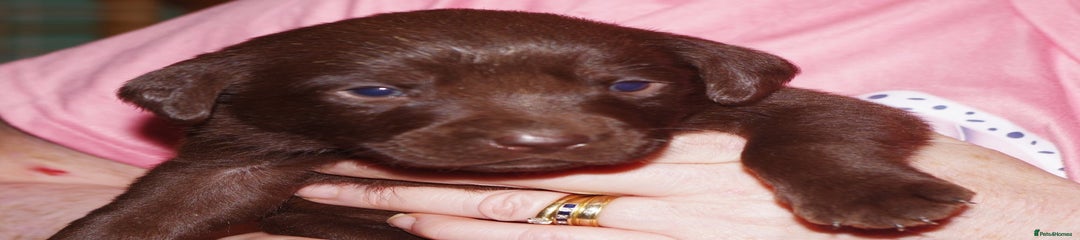 Labrador Retriever Puppy 1 Brown.