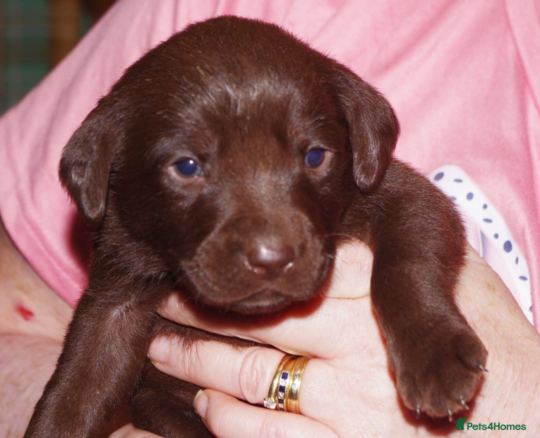Labrador Retriever dogs for sale: * labrador retriever pups for sale - Advert 3