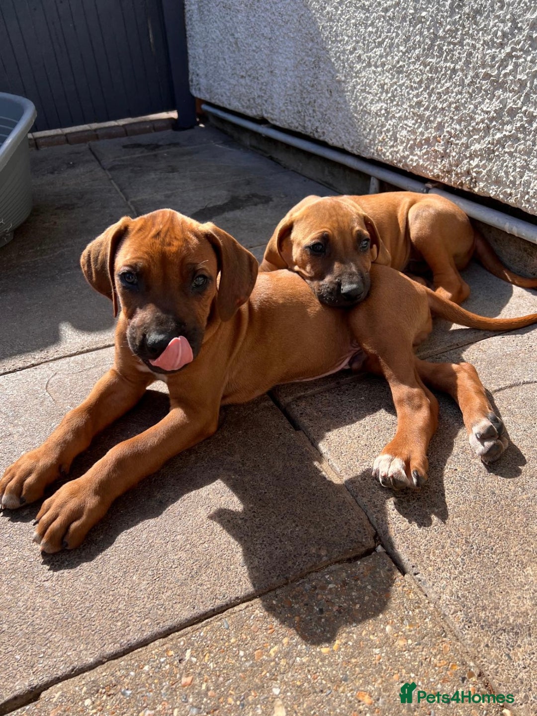 Rhodesian Ridgeback dogs for sale: 4 Gorgeous RR puppies !  - Image 3