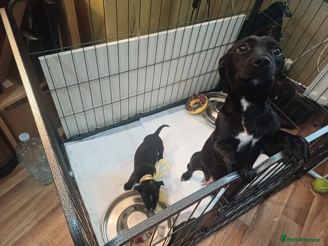 Mixed Breed dogs for sale: Staffordshire Bull Terrier quarter Jack Russell  - Advert 2