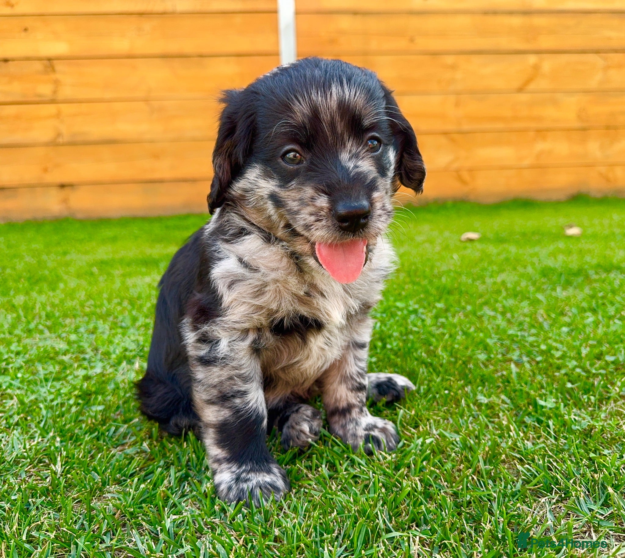 Labradoodle dogs Labradoodle Babies 🐾🐾🐾 - Advert 1