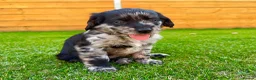 Labradoodle dogs for sale: Labradoodle Babies 🐾🐾🐾 - Advert 1