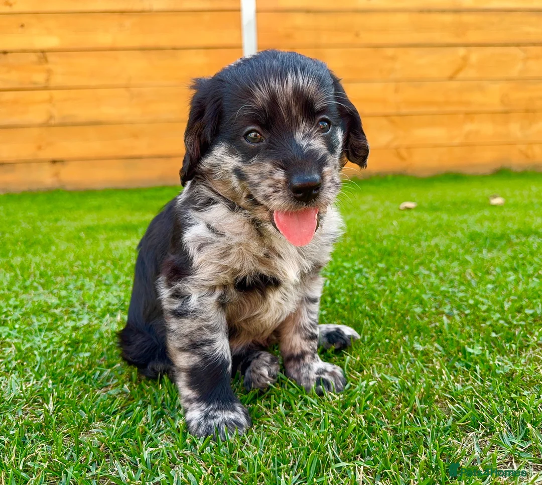 Labradoodle dogs for sale: Labradoodle Babies 🐾🐾🐾 - Advert 1