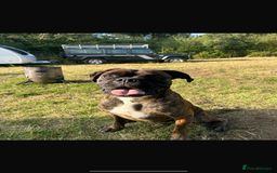 Boxer dogs for sale: STUNNING PEDIGREE BOXERS!x - Image 12