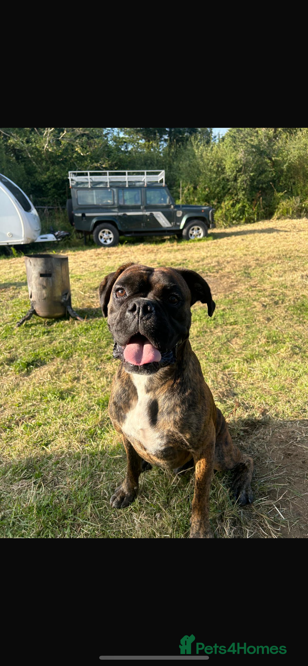 Boxer dogs for sale: STUNNING PEDIGREE BOXERS!x - Image 12