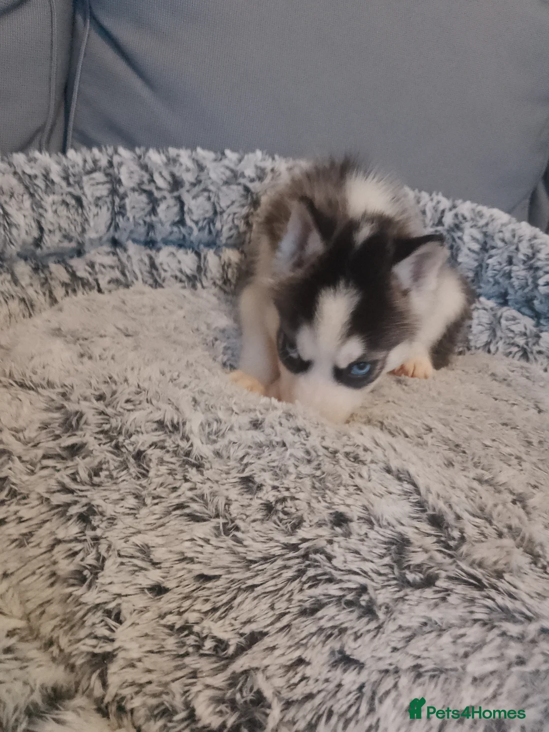 Siberian Husky dogs for sale: Stunning Blue-Eyed Siberian Husky Puppies - Advert 9