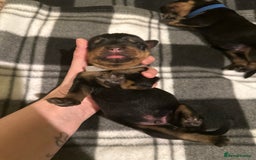 Rottweiler dogs for sale: Full thoroughbred Rottweilers available - Image 4