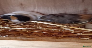 Guinea Pig rodents - Advert 5