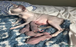 Sphynx cats for sale: Sphynx kittens  - Image 3