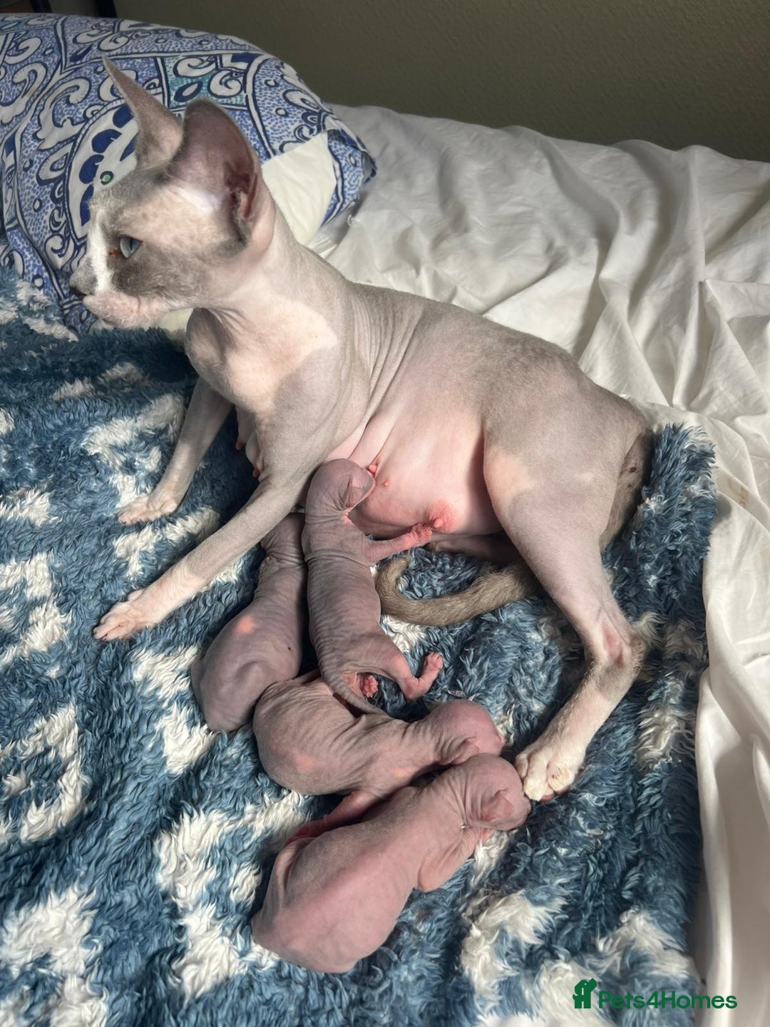 Sphynx cats for sale: Sphynx kittens  - Image 3
