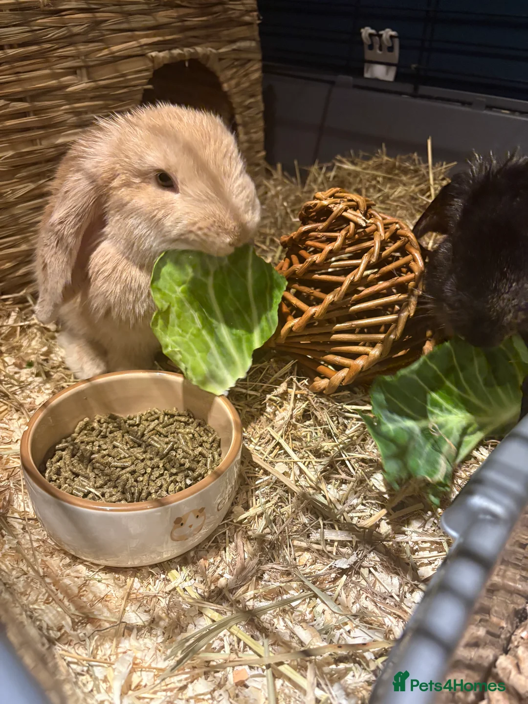English Lop rabbits for sale: 2 bunnys - Advert 4