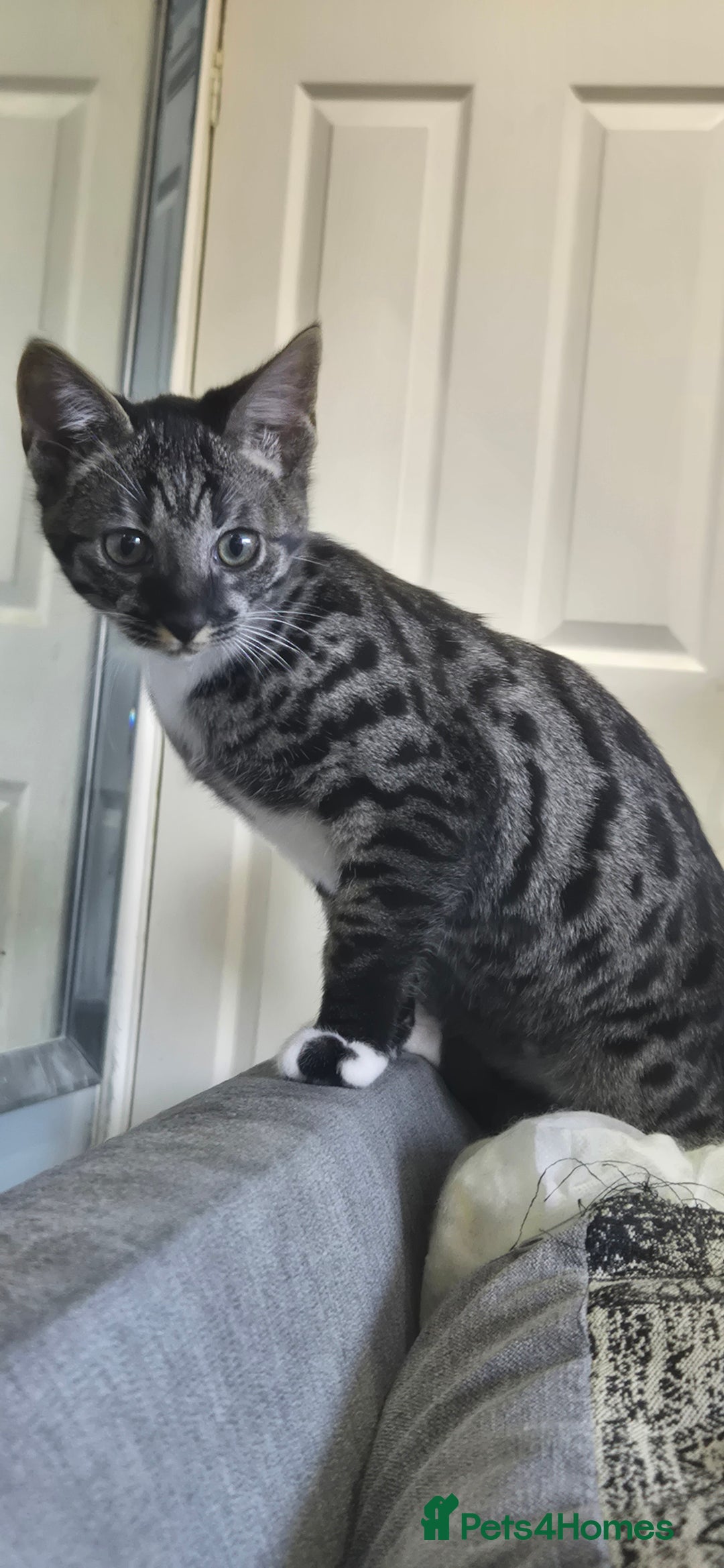 Savannah cats for sale: Female f5 savannah kitten ready to go  - Advert 1