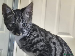Savannah cats Female f5 savannah kitten ready to go - Advert 6
