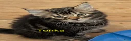 Domestic Shorthair cats for sale: READY TO LEAVE NOW🩵🩷 - Advert 27