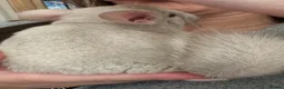 Chinchilla rodents for sale: Champagne Beige Baby Chinchilla (Male) - Advert 5