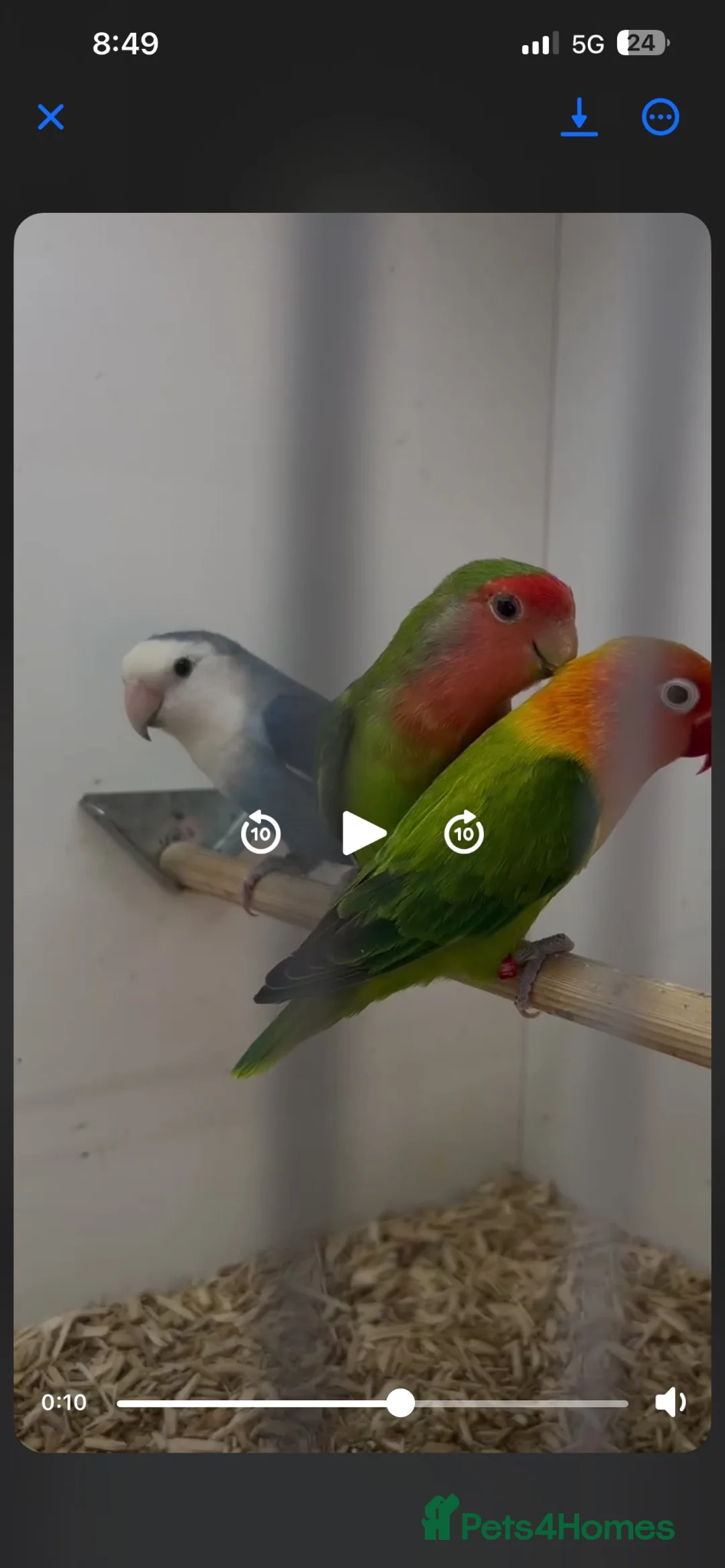 Lovebirds birds for sale: 5 lovebird looking for new home - Advert 4