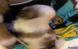 Shih Tzu dogs for sale: Angel’s Shih zhus  - Image 12
