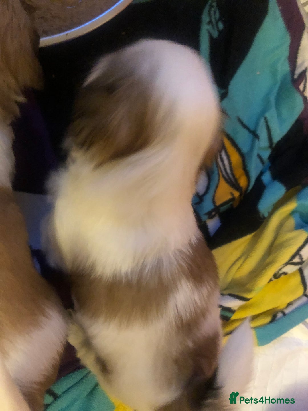 Shih Tzu dogs for sale: Angel’s Shih zhus  - Image 12
