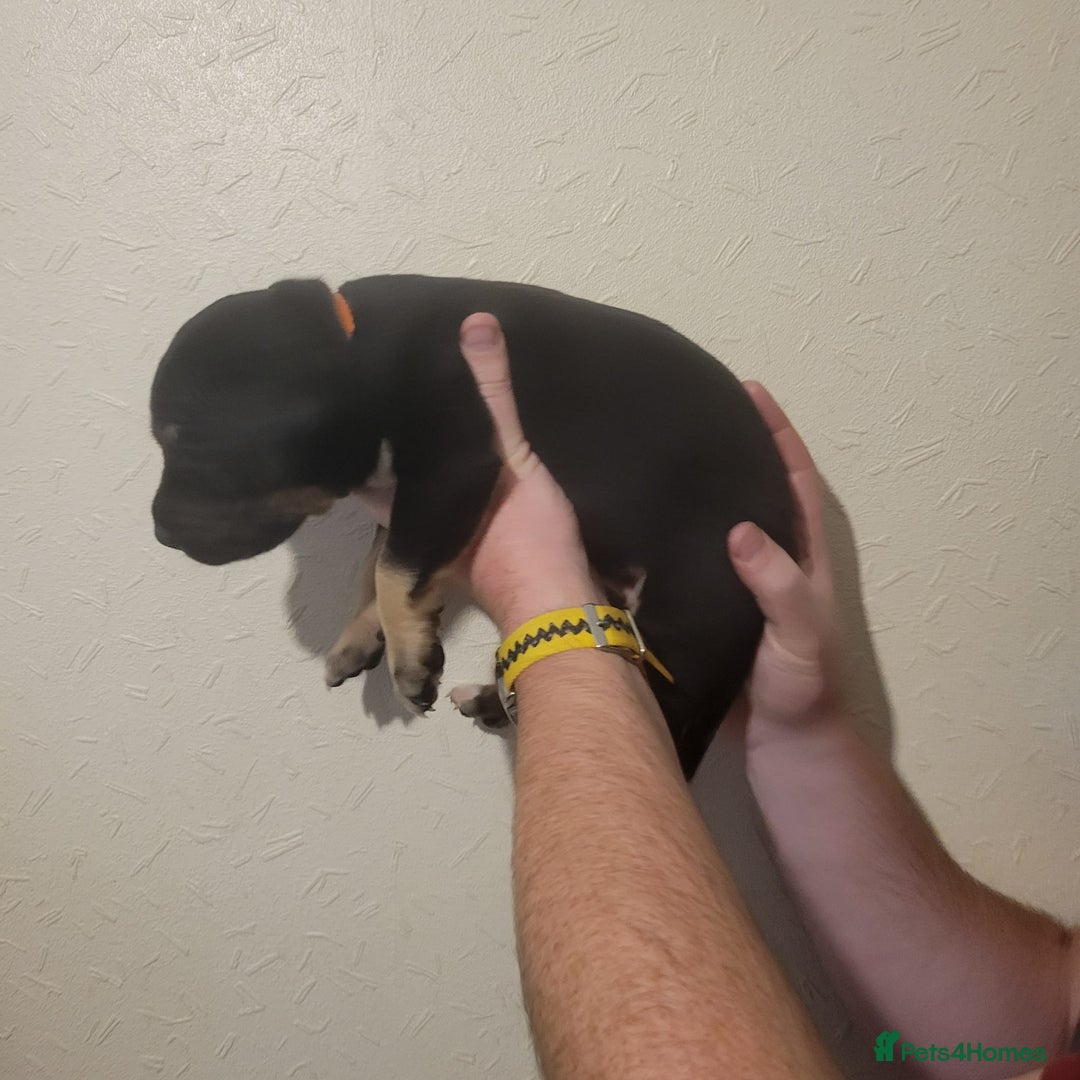 Presa Canario dogs for sale: Stunning litter of Presa Canario Puppies - Image 24