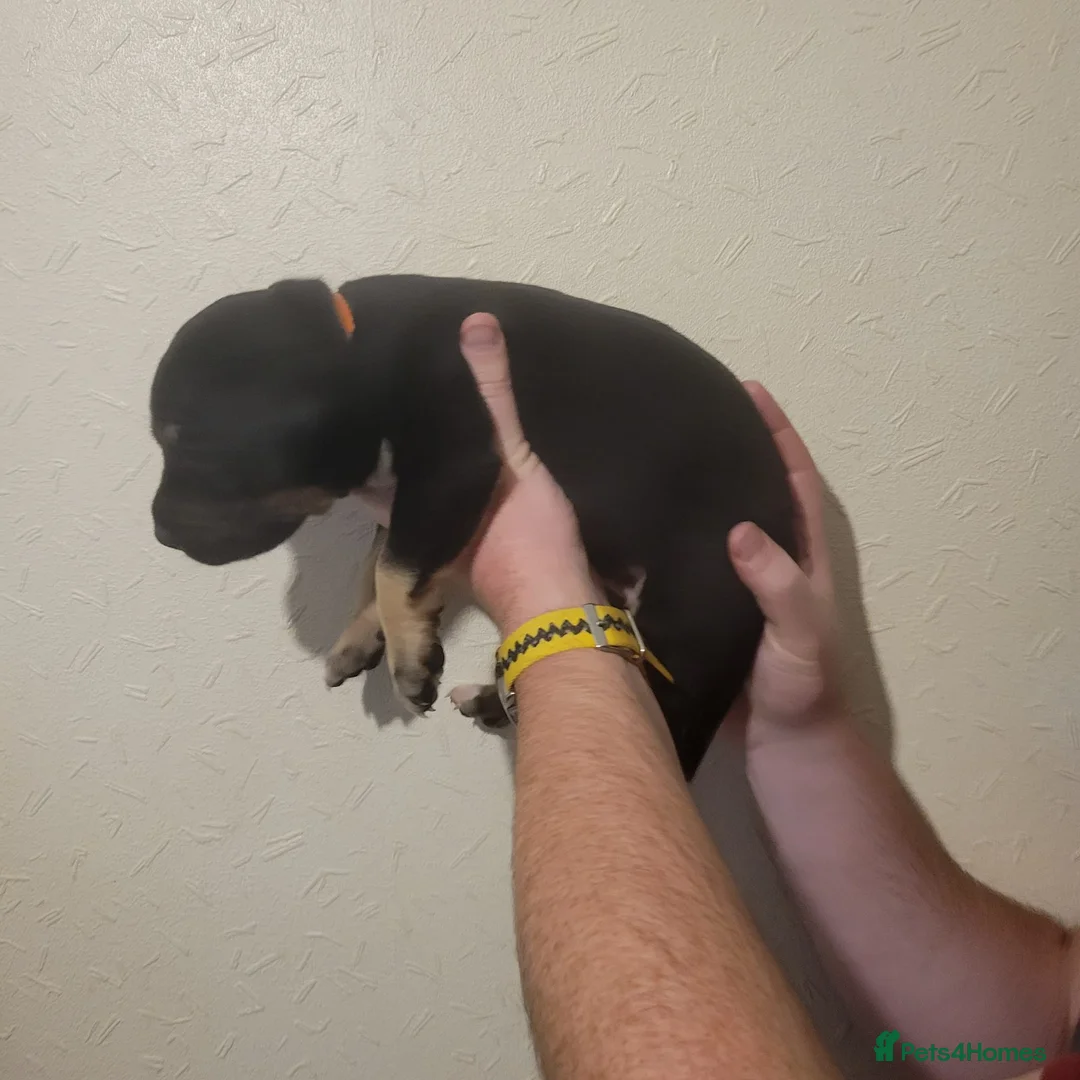 Presa Canario dogs for sale:  Presa Canario Puppies – Ready to leave now - Advert 34