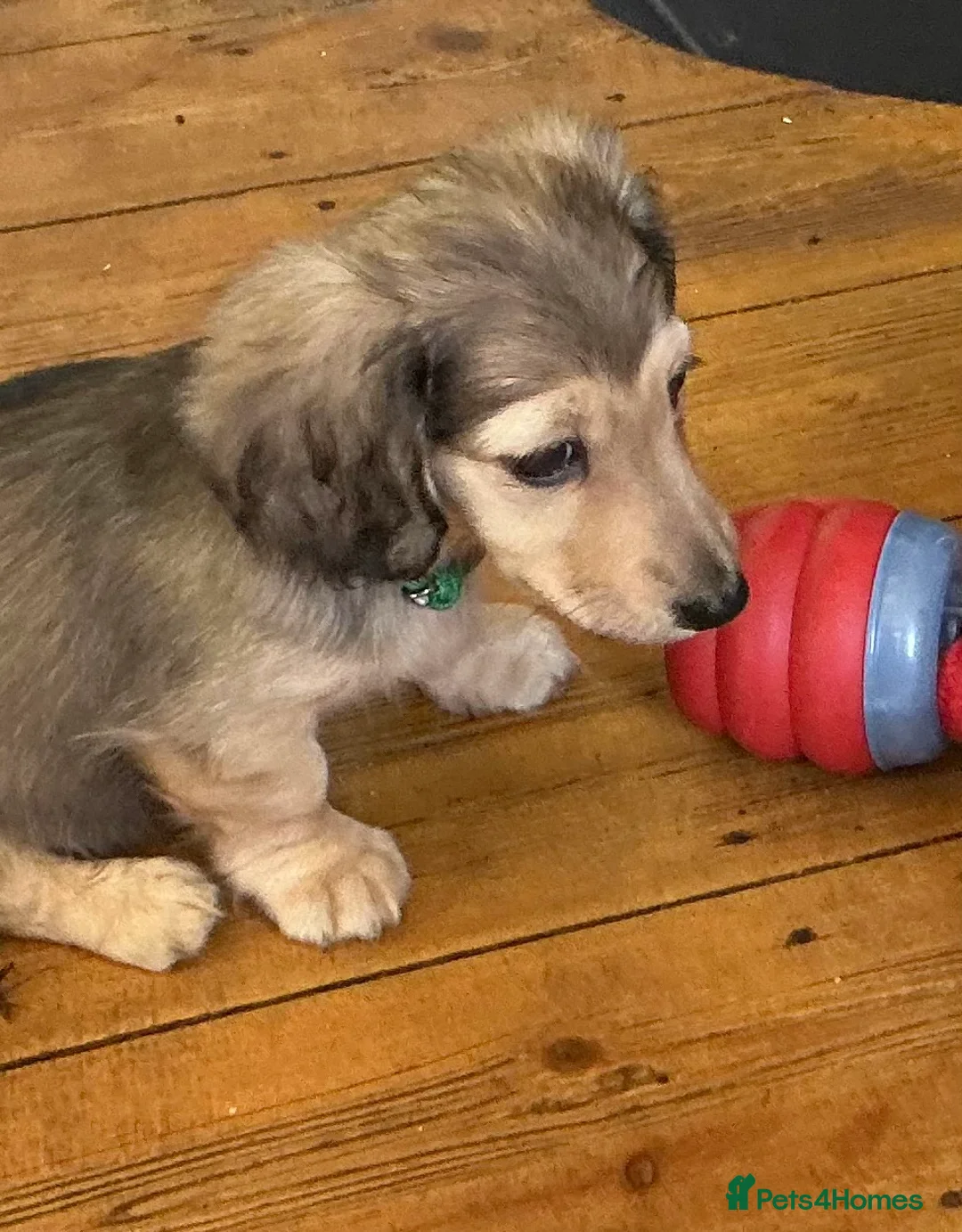Miniature Dachshund dogs for sale: KC reg mini longhaired dachshund pups 1 girl2xboys - Advert 7