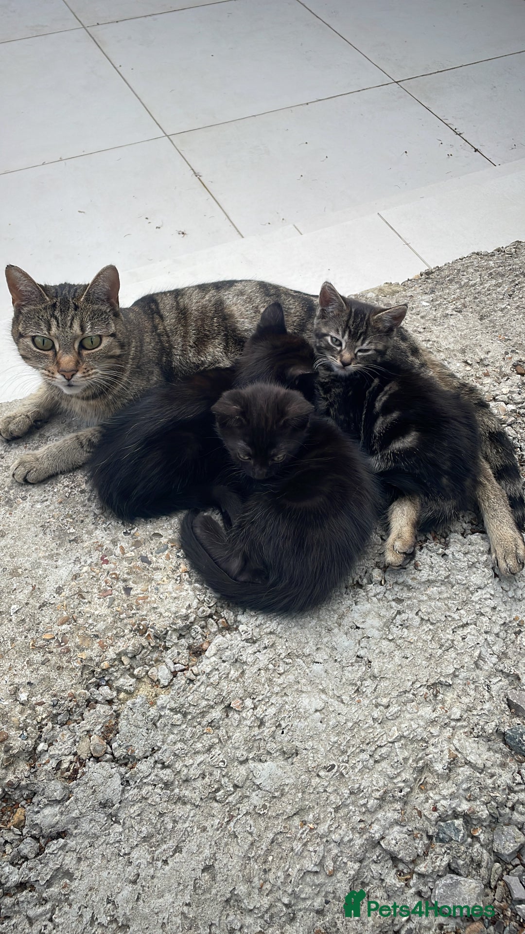 Mixed Breed cats for sale:  Adorable Kittens Ready for Their Forever Homes!  - Image 12